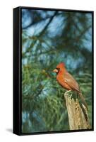 Northern Cardinal-Gary Carter-Framed Stretched Canvas