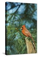 Northern Cardinal-Gary Carter-Stretched Canvas