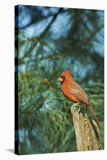 Northern Cardinal-Gary Carter-Stretched Canvas