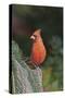 Northern Cardinal-Gary Carter-Stretched Canvas