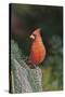 Northern Cardinal-Gary Carter-Stretched Canvas