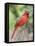 Northern Cardinal-Gary Carter-Framed Stretched Canvas