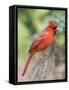 Northern Cardinal-Gary Carter-Framed Stretched Canvas