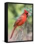 Northern Cardinal-Gary Carter-Framed Stretched Canvas