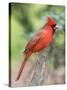 Northern Cardinal-Gary Carter-Stretched Canvas