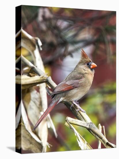 Northern Cardinal-Gary Carter-Stretched Canvas