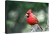 Northern Cardinal-Gary Carter-Stretched Canvas