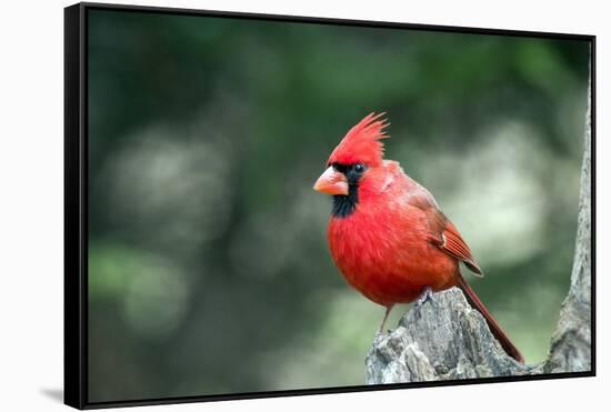 Northern Cardinal-Gary Carter-Framed Stretched Canvas