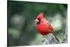 Northern Cardinal-Gary Carter-Stretched Canvas