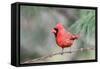 Northern Cardinal-Gary Carter-Framed Stretched Canvas