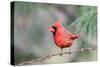 Northern Cardinal-Gary Carter-Stretched Canvas