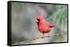 Northern Cardinal-Gary Carter-Framed Stretched Canvas