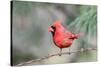 Northern Cardinal-Gary Carter-Stretched Canvas