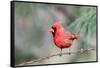 Northern Cardinal-Gary Carter-Framed Stretched Canvas