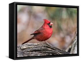 Northern Cardinal-Gary Carter-Framed Stretched Canvas