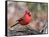 Northern Cardinal-Gary Carter-Framed Stretched Canvas