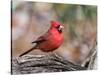 Northern Cardinal-Gary Carter-Stretched Canvas