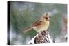 Northern Cardinal-Gary Carter-Stretched Canvas