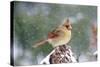 Northern Cardinal-Gary Carter-Stretched Canvas