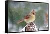 Northern Cardinal-Gary Carter-Framed Stretched Canvas