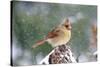 Northern Cardinal-Gary Carter-Stretched Canvas