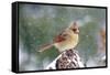 Northern Cardinal-Gary Carter-Framed Stretched Canvas