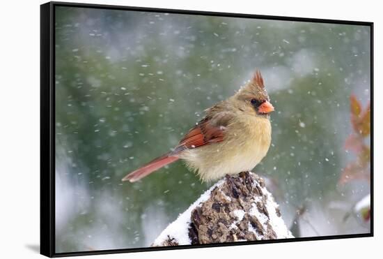 Northern Cardinal-Gary Carter-Framed Stretched Canvas