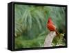 Northern Cardinal-Gary Carter-Framed Stretched Canvas