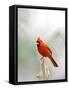 Northern Cardinal-Gary Carter-Framed Stretched Canvas