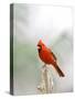 Northern Cardinal-Gary Carter-Stretched Canvas