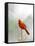 Northern Cardinal-Gary Carter-Framed Stretched Canvas