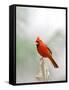 Northern Cardinal-Gary Carter-Framed Stretched Canvas