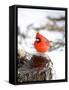 Northern Cardinal-Gary Carter-Framed Stretched Canvas