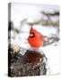 Northern Cardinal-Gary Carter-Stretched Canvas