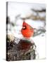 Northern Cardinal-Gary Carter-Stretched Canvas