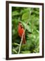 Northern Cardinal-Gary Carter-Framed Premium Photographic Print