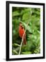 Northern Cardinal-Gary Carter-Framed Premium Photographic Print