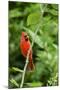 Northern Cardinal-Gary Carter-Mounted Premium Photographic Print