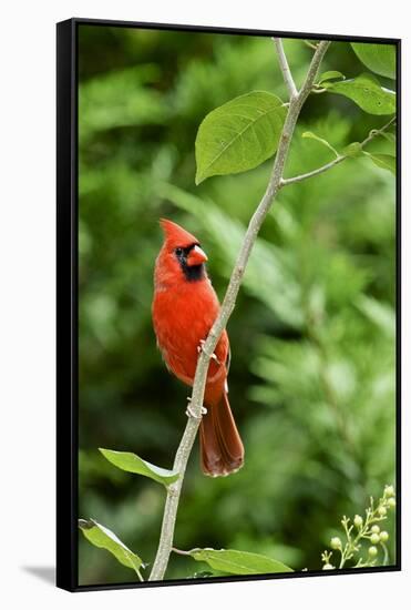 Northern Cardinal-Gary Carter-Framed Stretched Canvas