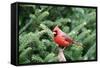 Northern Cardinal-Gary Carter-Framed Stretched Canvas