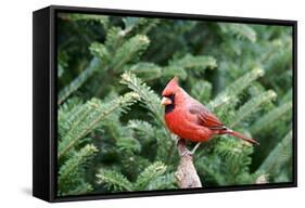 Northern Cardinal-Gary Carter-Framed Stretched Canvas