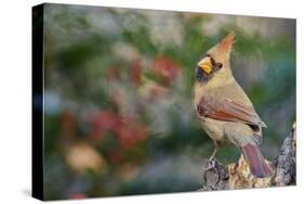 Northern Cardinal-Gary Carter-Stretched Canvas