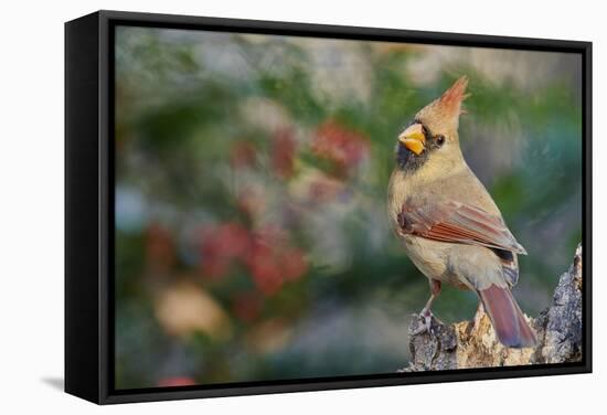 Northern Cardinal-Gary Carter-Framed Stretched Canvas