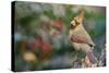 Northern Cardinal-Gary Carter-Stretched Canvas