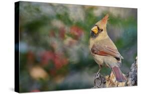 Northern Cardinal-Gary Carter-Stretched Canvas