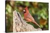 Northern Cardinal-Gary Carter-Stretched Canvas