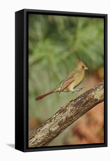 Northern Cardinal-Gary Carter-Framed Stretched Canvas