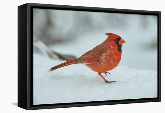 Northern Cardinal-Gary Carter-Framed Stretched Canvas