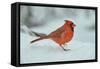 Northern Cardinal-Gary Carter-Framed Stretched Canvas