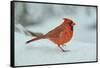 Northern Cardinal-Gary Carter-Framed Stretched Canvas